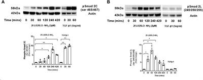 PAR2 activation on human tubular epithelial cells engages converging signaling pathways to induce an inflammatory and fibrotic milieu